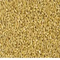 Durum wheat